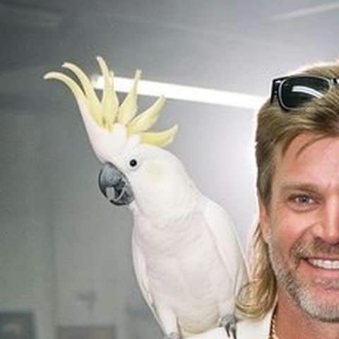 Mr. Feathers, a white cockatoo with a yellow crest, on Manny's shoulder